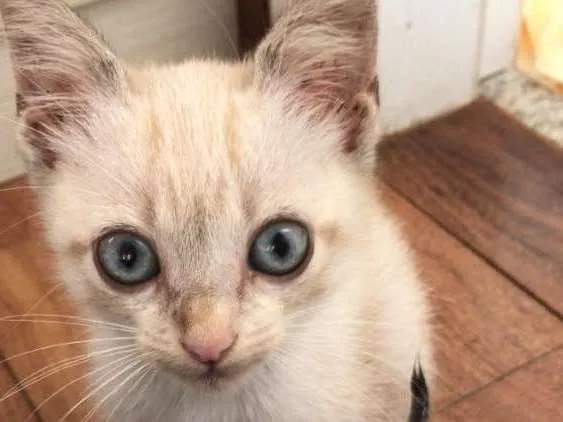 Gato ra a Mestiço  idade 2 a 6 meses nome Miaw