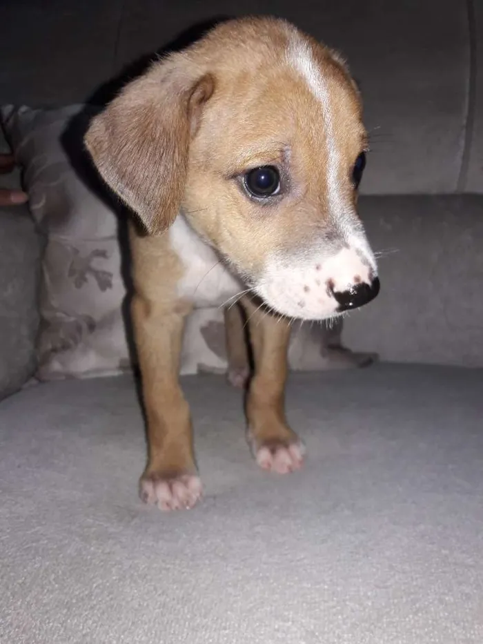 Cachorro ra a Não definida idade 2 a 6 meses nome ...