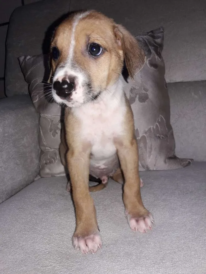Cachorro ra a Não definida idade 2 a 6 meses nome ...