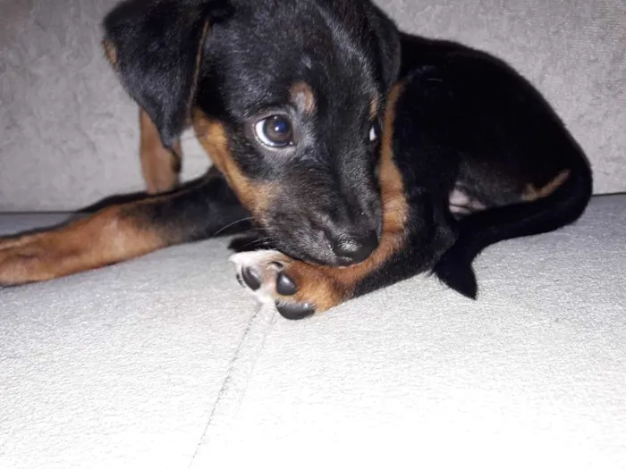 Cachorro ra a Não definida idade 2 a 6 meses nome ...