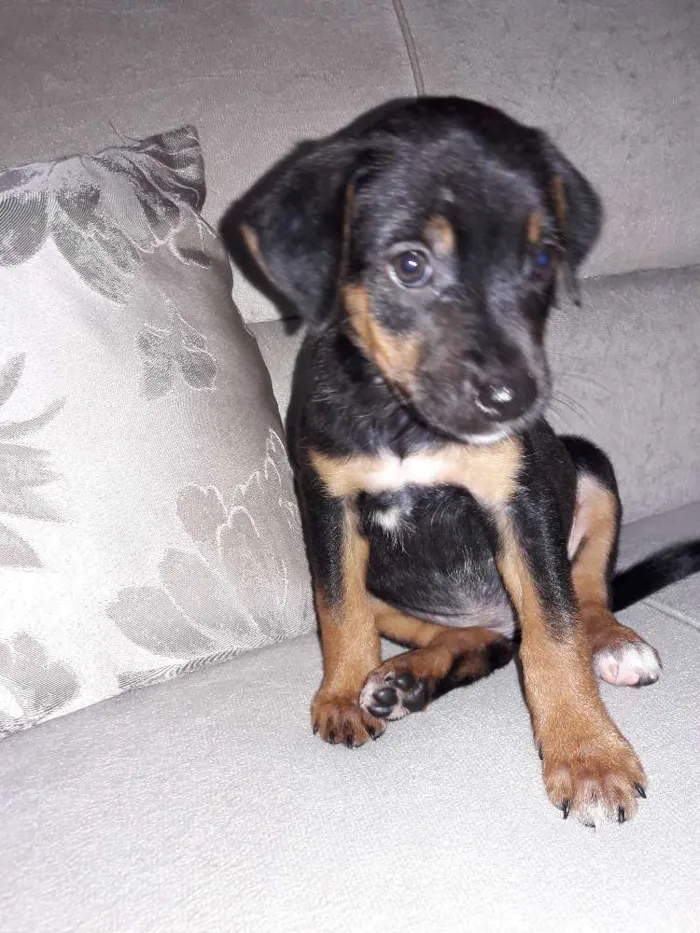 Cachorro ra a Não definida idade 2 a 6 meses nome ...