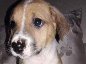 Cachorro raça Não definida idade 2 a 6 meses nome ...