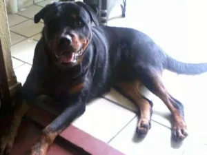 Cachorro raça Rottweiler idade 5 anos nome beethoven