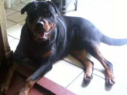 Cachorro raça Rottweiler idade 5 anos nome beethoven