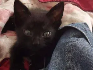 Gato raça SRD idade Abaixo de 2 meses nome PONTA