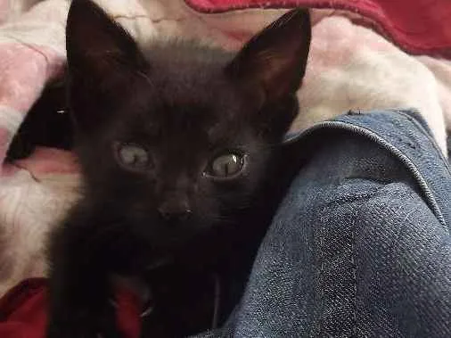 Gato ra a SRD idade Abaixo de 2 meses nome PONTA