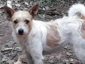Cachorro raça Vira lata idade 2 anos nome Meg