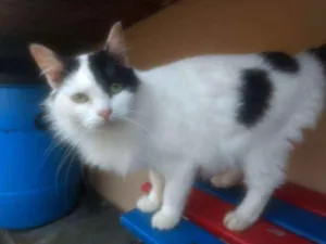 Gato raça  idade 2 anos nome Liz 