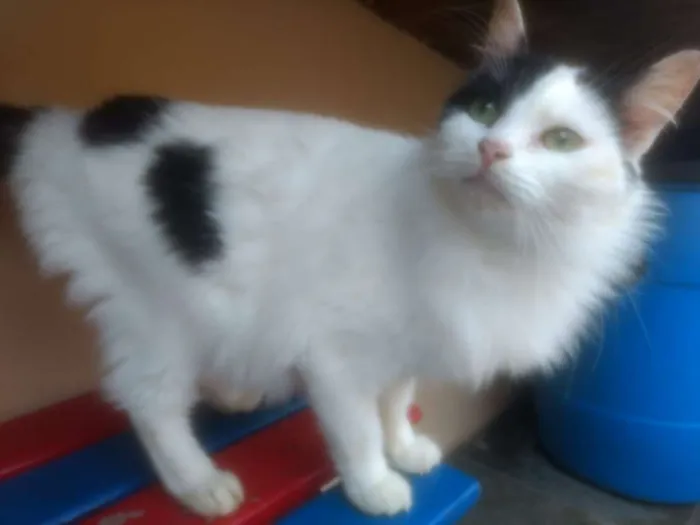 Gato ra a  idade 2 anos nome Liz 