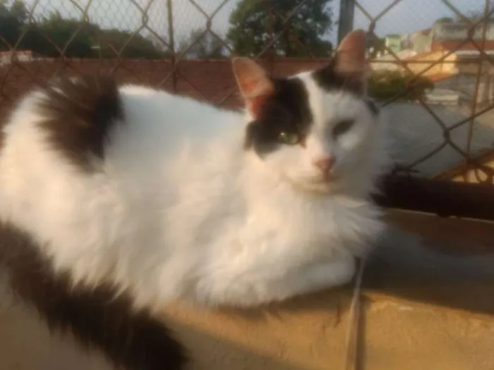 Gato ra a  idade 2 anos nome Liz 