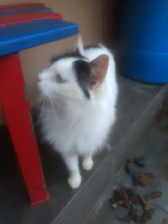 Gato ra a  idade 2 anos nome Liz 