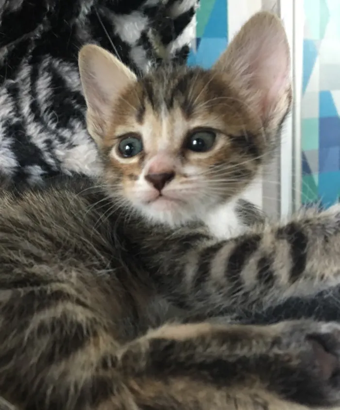 Gato ra a SRD idade Abaixo de 2 meses nome QUERIS