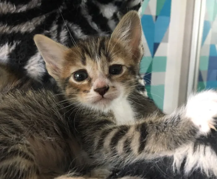 Gato ra a SRD idade Abaixo de 2 meses nome QUERIS