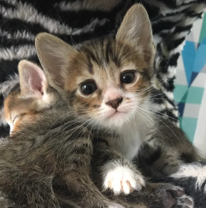 Gato ra a SRD idade Abaixo de 2 meses nome QUERIS