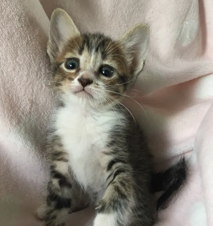 Gato ra a SRD idade Abaixo de 2 meses nome QUERIS