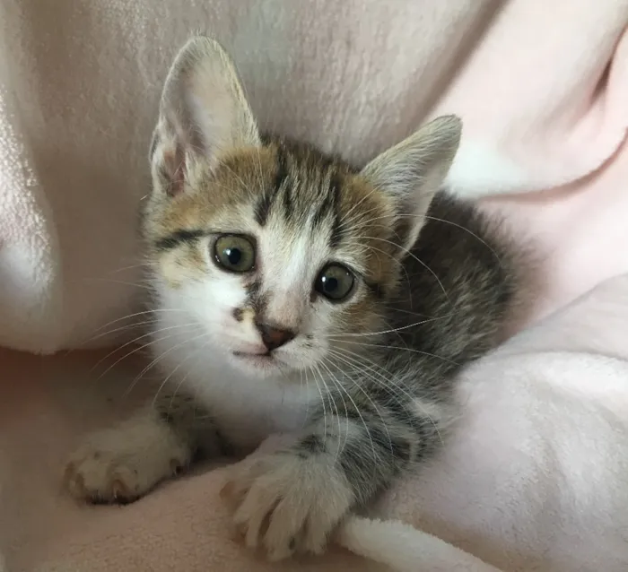Gato ra a SRD idade Abaixo de 2 meses nome CHÈRIE