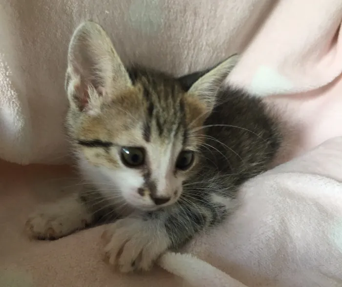 Gato ra a SRD idade Abaixo de 2 meses nome CHÈRIE