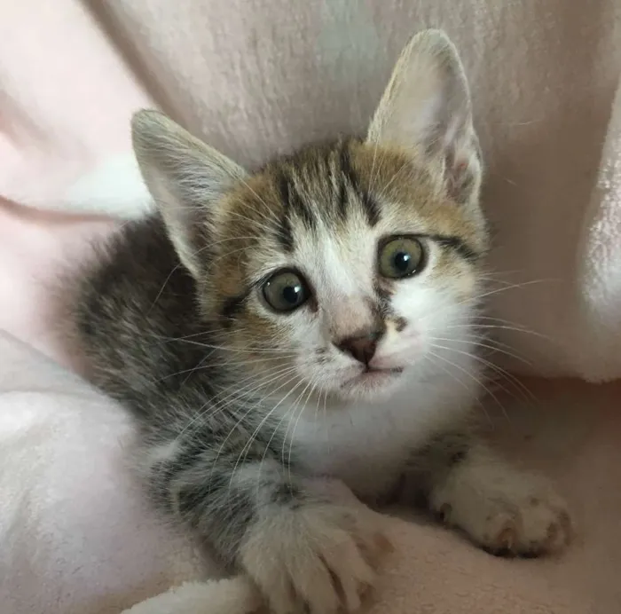 Gato ra a SRD idade Abaixo de 2 meses nome CHÈRIE