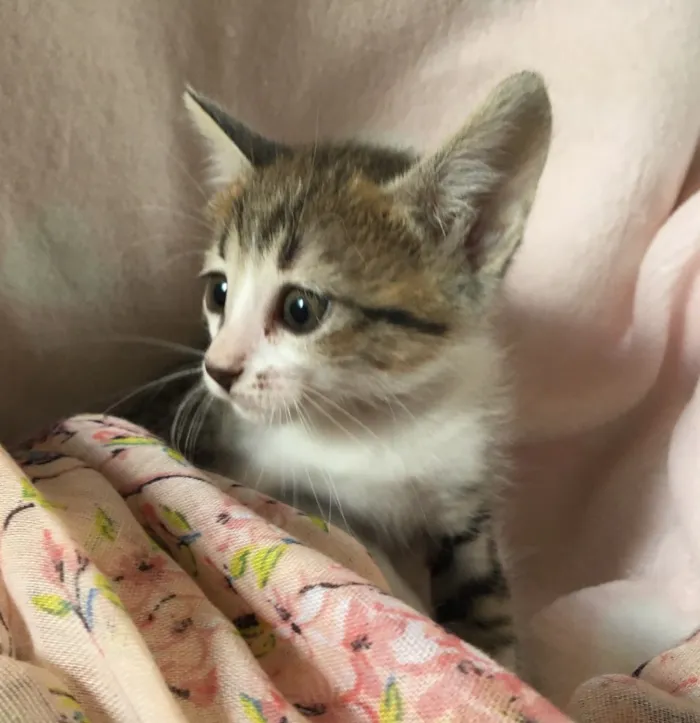 Gato ra a SRD idade Abaixo de 2 meses nome CHÈRIE