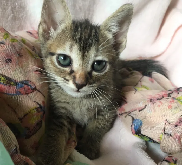Gato ra a SRD idade 2 a 6 meses nome PATTY