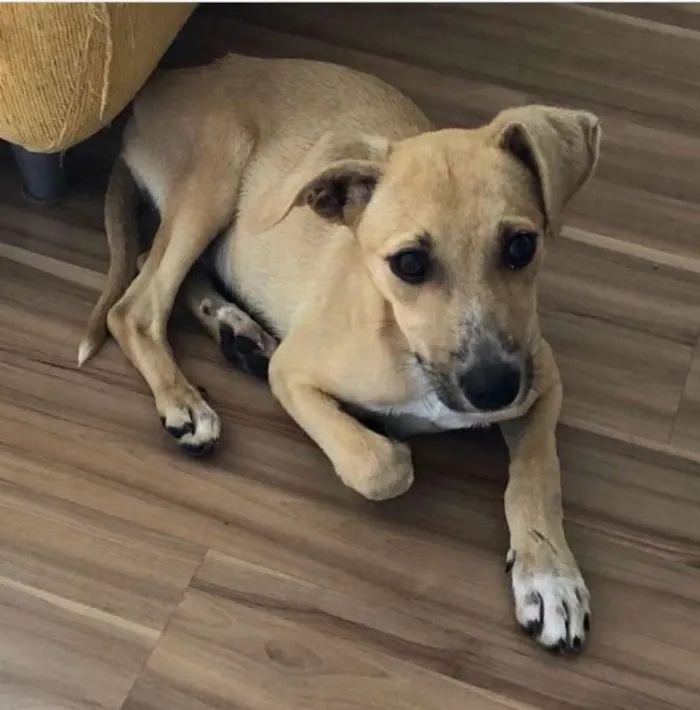 Cachorro ra a SRD idade 2 a 6 meses nome Dani