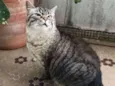 Gato raça mestiça idade 6 ou mais anos nome Agnes