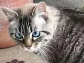 Gato raça mestiça idade 6 ou mais anos nome Agnes