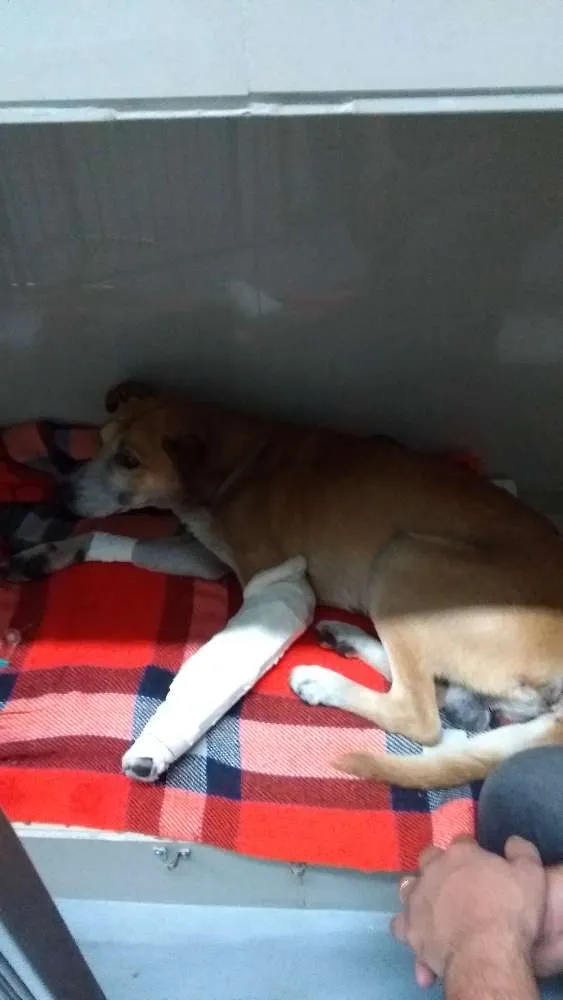 Cachorro ra a Sem raça idade 6 ou mais anos nome Amarelo