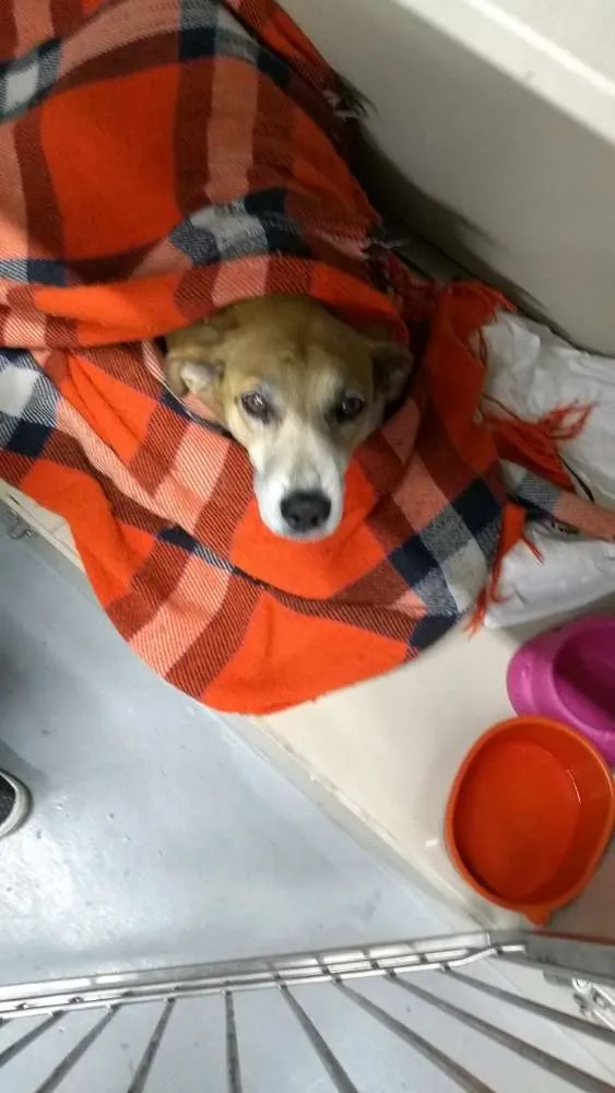 Cachorro ra a Sem raça idade 6 ou mais anos nome Amarelo