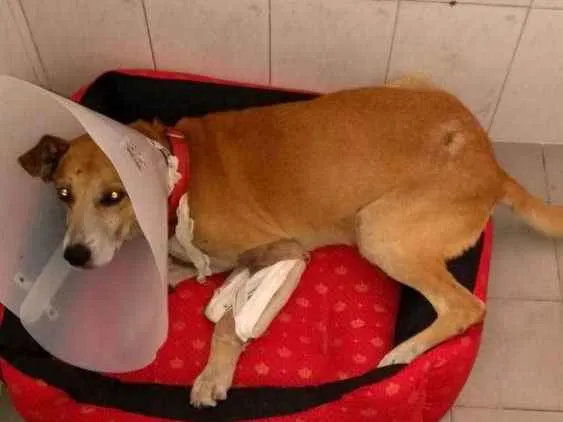 Cachorro ra a Sem raça idade 6 ou mais anos nome Amarelo