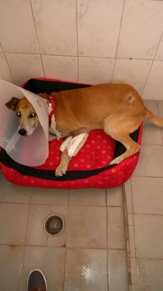 Cachorro ra a Sem raça idade 6 ou mais anos nome Amarelo