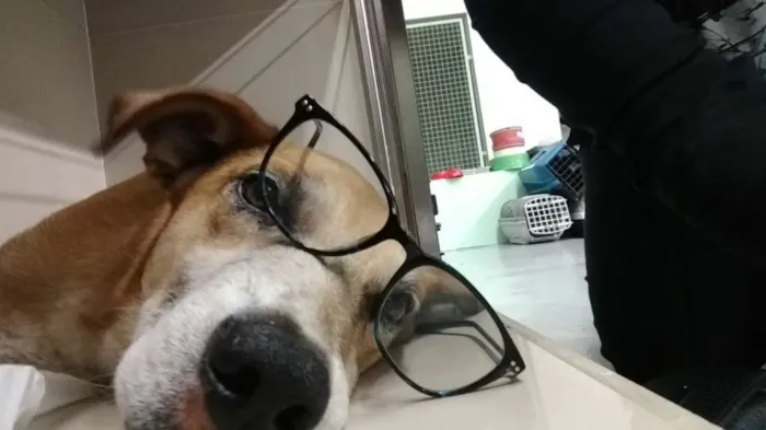 Cachorro ra a Sem raça idade 6 ou mais anos nome Amarelo