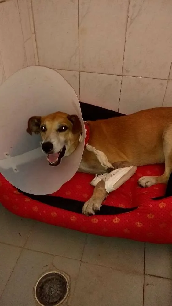 Cachorro ra a Sem raça idade 6 ou mais anos nome Amarelo