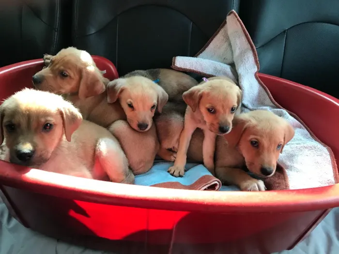 Cachorro ra a SRD  idade  nome Família Real
