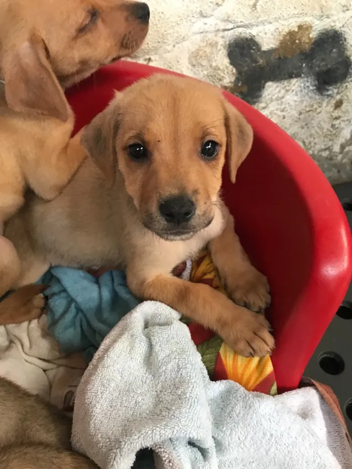 Cachorro ra a SRD  idade  nome Família Real