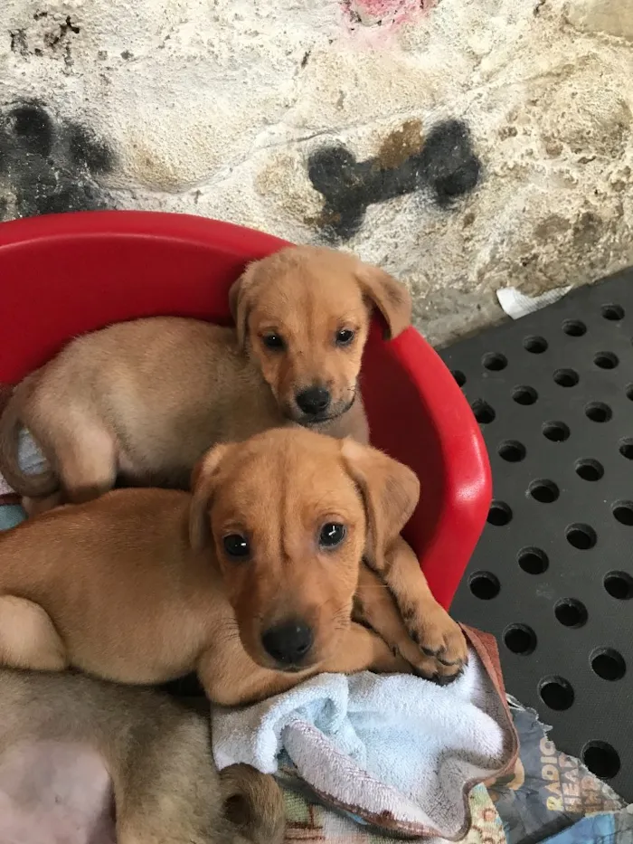 Cachorro ra a SRD  idade  nome Família Real