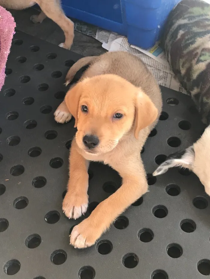 Cachorro ra a SRD  idade  nome Família Real