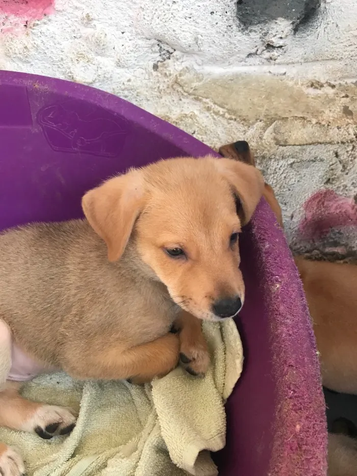 Cachorro ra a SRD  idade  nome Família Real