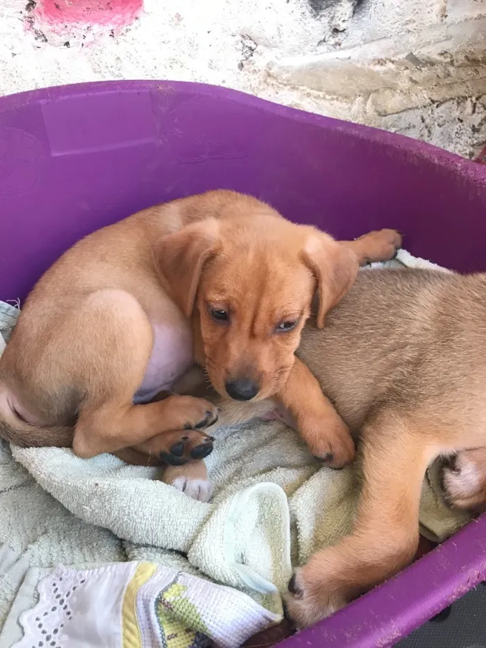 Cachorro ra a SRD  idade  nome Família Real