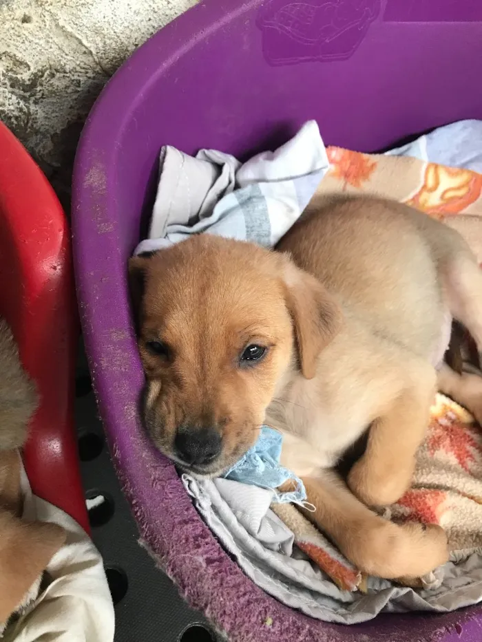 Cachorro ra a SRD  idade  nome Família Real