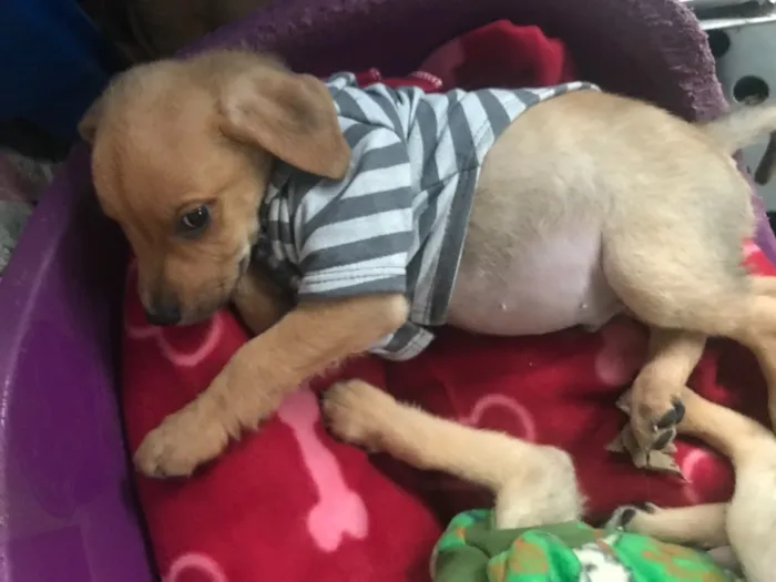 Cachorro ra a SRD  idade  nome Família Real