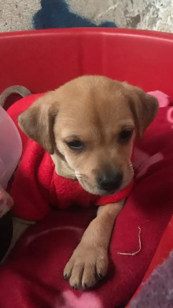 Cachorro ra a SRD  idade  nome Família Real