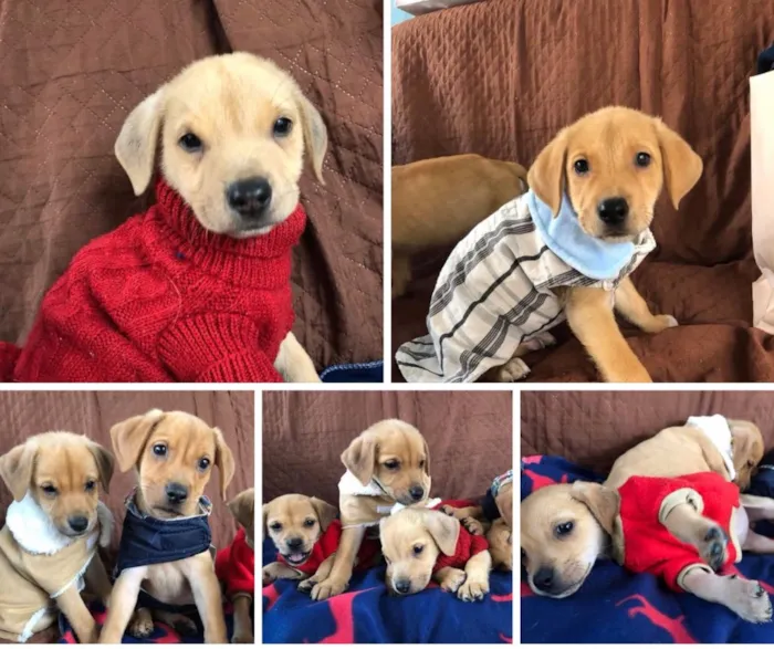 Cachorro ra a SRD  idade  nome Família Real
