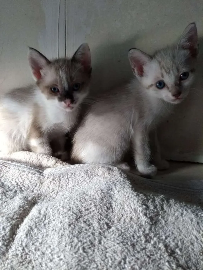 Gato ra a Vira-Lata idade 2 a 6 meses nome (Sem Nome)