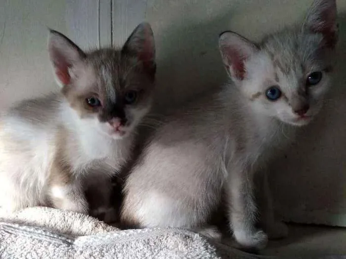 Gato ra a Vira-Lata idade 2 a 6 meses nome (Sem Nome)