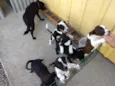 6 filhotinhos