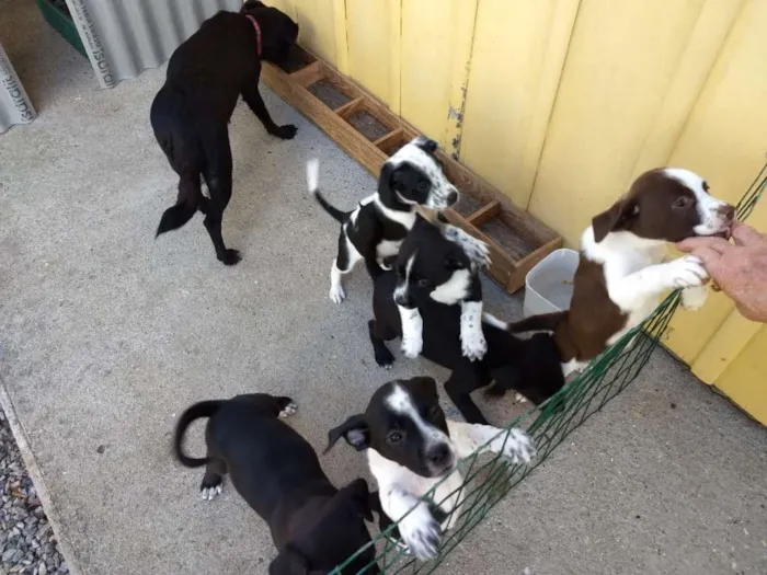 Cachorro ra a Vira lata idade Abaixo de 2 meses nome 6 filhotinhos