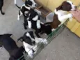 6 filhotinhos