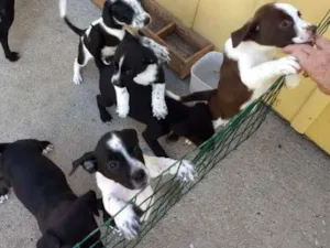 Cachorro raça Vira lata idade Abaixo de 2 meses nome 6 filhotinhos