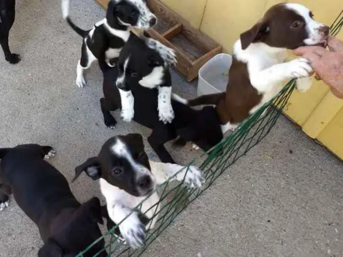 Cachorro ra a Vira lata idade Abaixo de 2 meses nome 6 filhotinhos